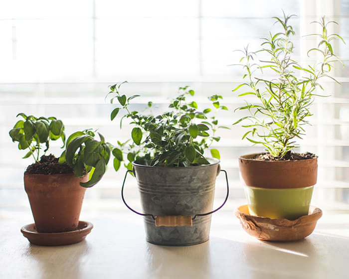 The Key to Growing Herbs in the House