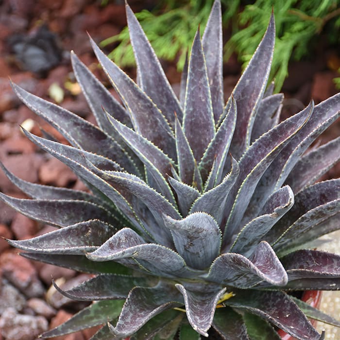 This Purple Succulent Suits Dry Gardens and Pots