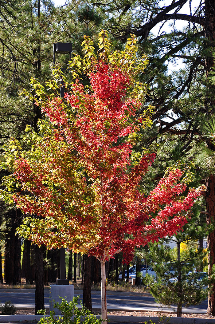 Plant Autumn Blaze Maple for Brilliant Fall Foliage