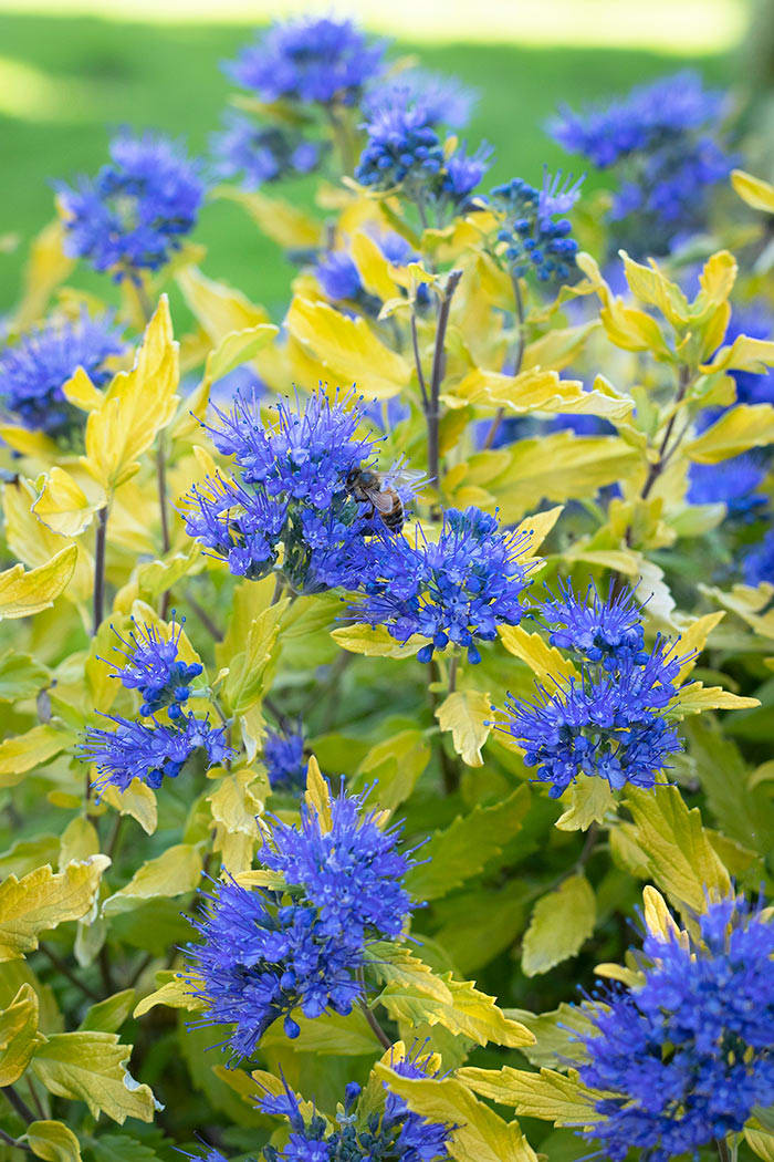 Caryopteris La Barbe Bleue Is Colorful In Leaf And Flower Horticulture