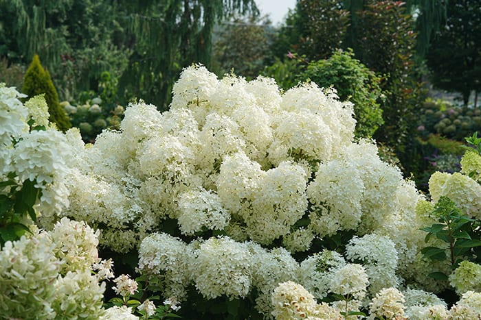 New Hydrangeas To Grow In The Garden Horticulture