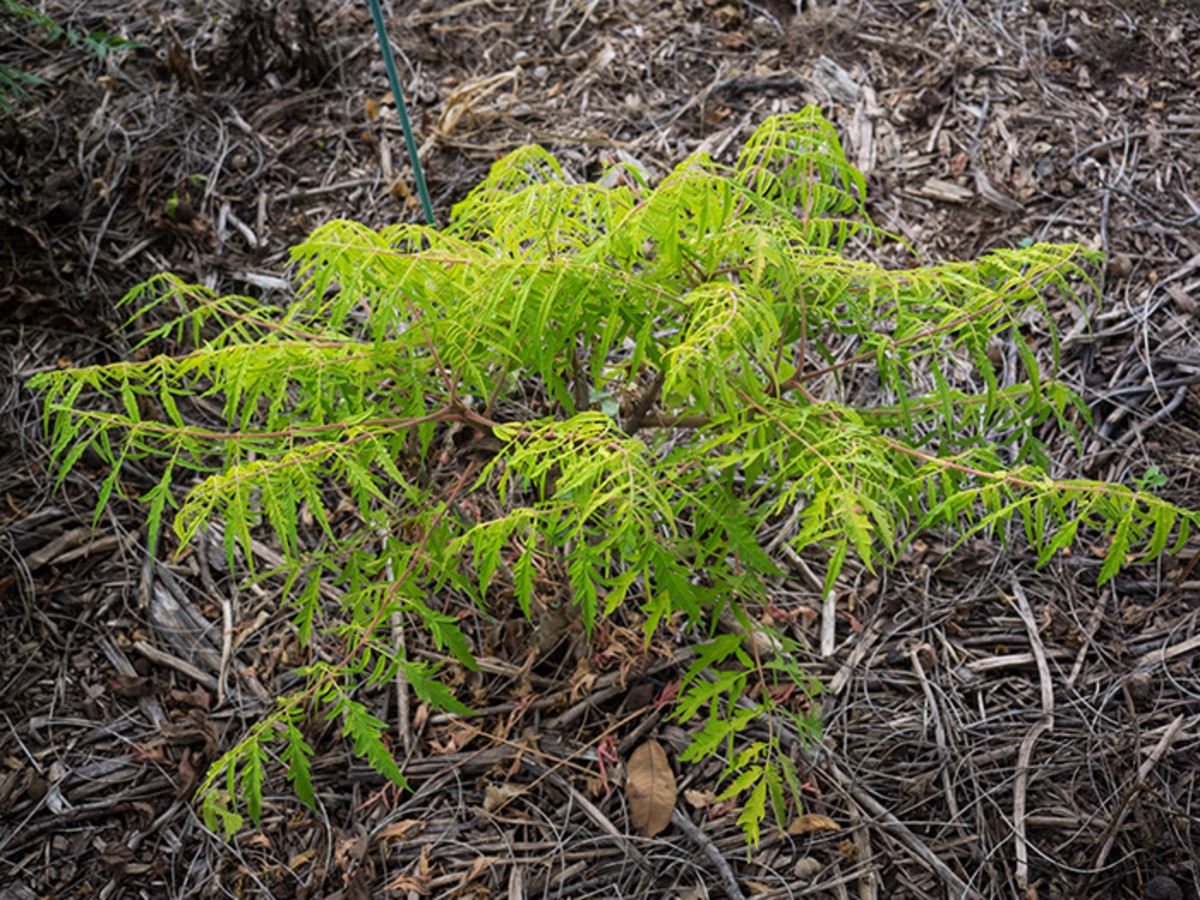 The Best Garden Plants With Chartreuse Foliage Horticulture