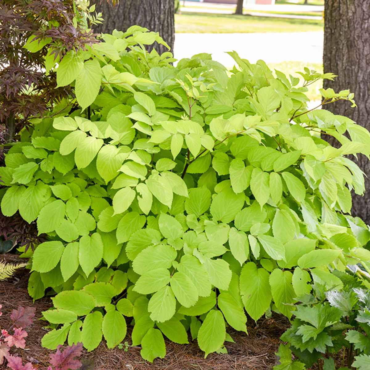 The Best Garden Plants With Chartreuse Foliage Horticulture