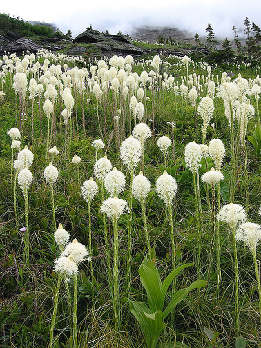 Plants We Love Beargrass Xerophyllum Tenax Horticulturehorticulture