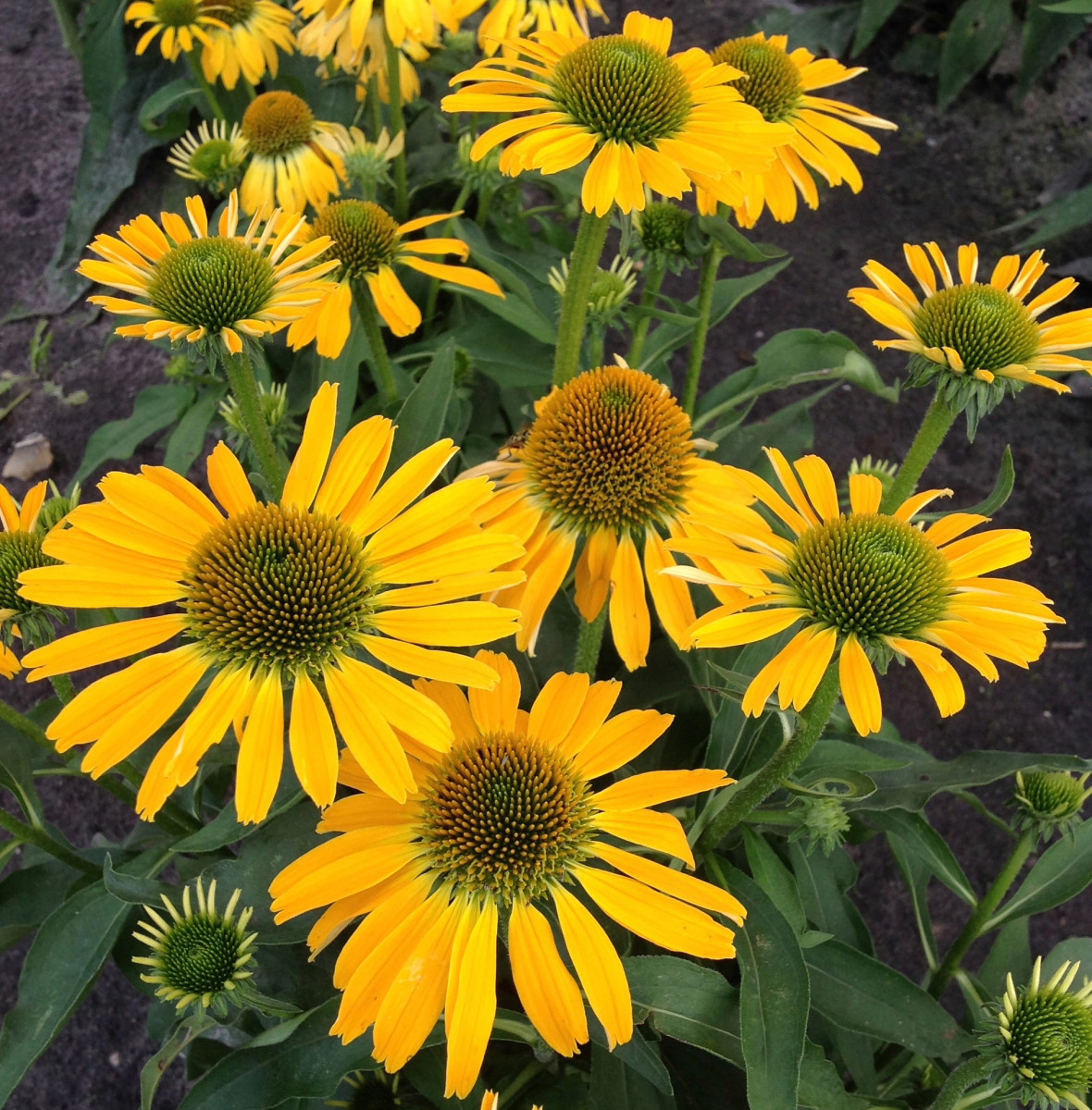 Echinacea ‘golden Skipper’ Attracts Butterflies To The Summer Garden 