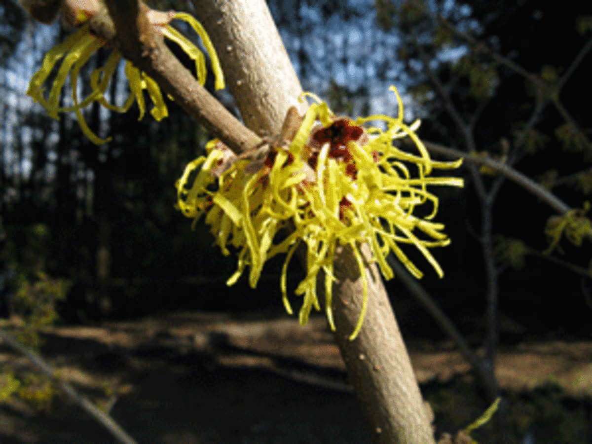 witch-hazel-winter-hazel-what-s-the-difference