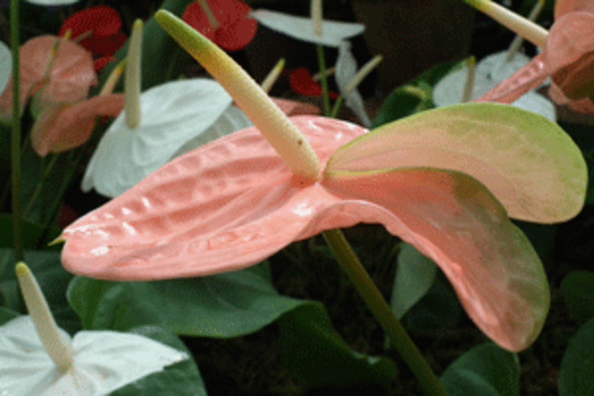 Pink Peace Lily: Is That What This Is? - HorticultureHorticulture