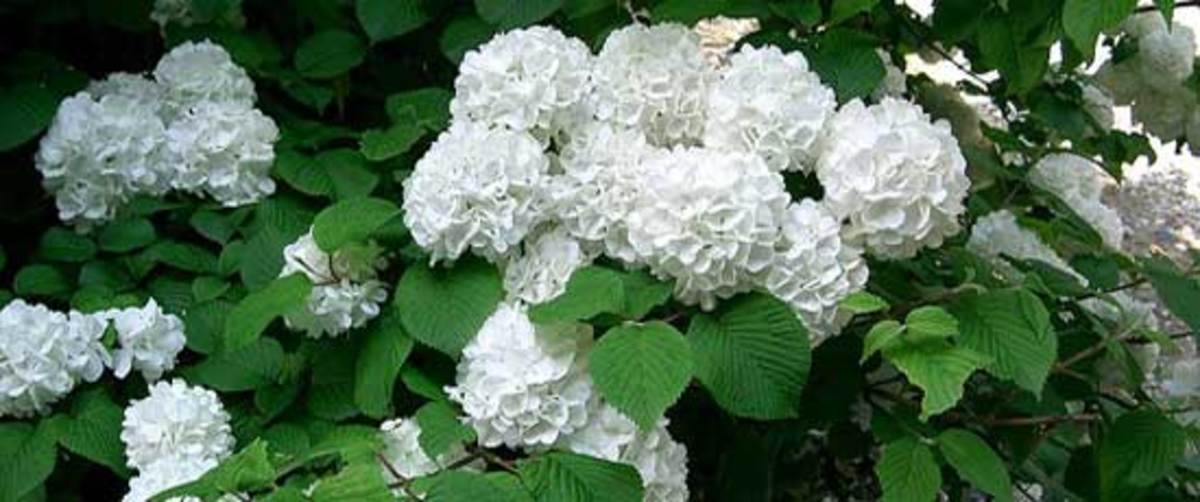 Japanese Snowball - HorticultureHorticulture