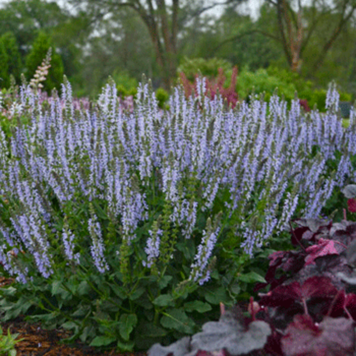 Perennial Salvia 'Crystal Blue' Stands Apart - HorticultureHorticulture