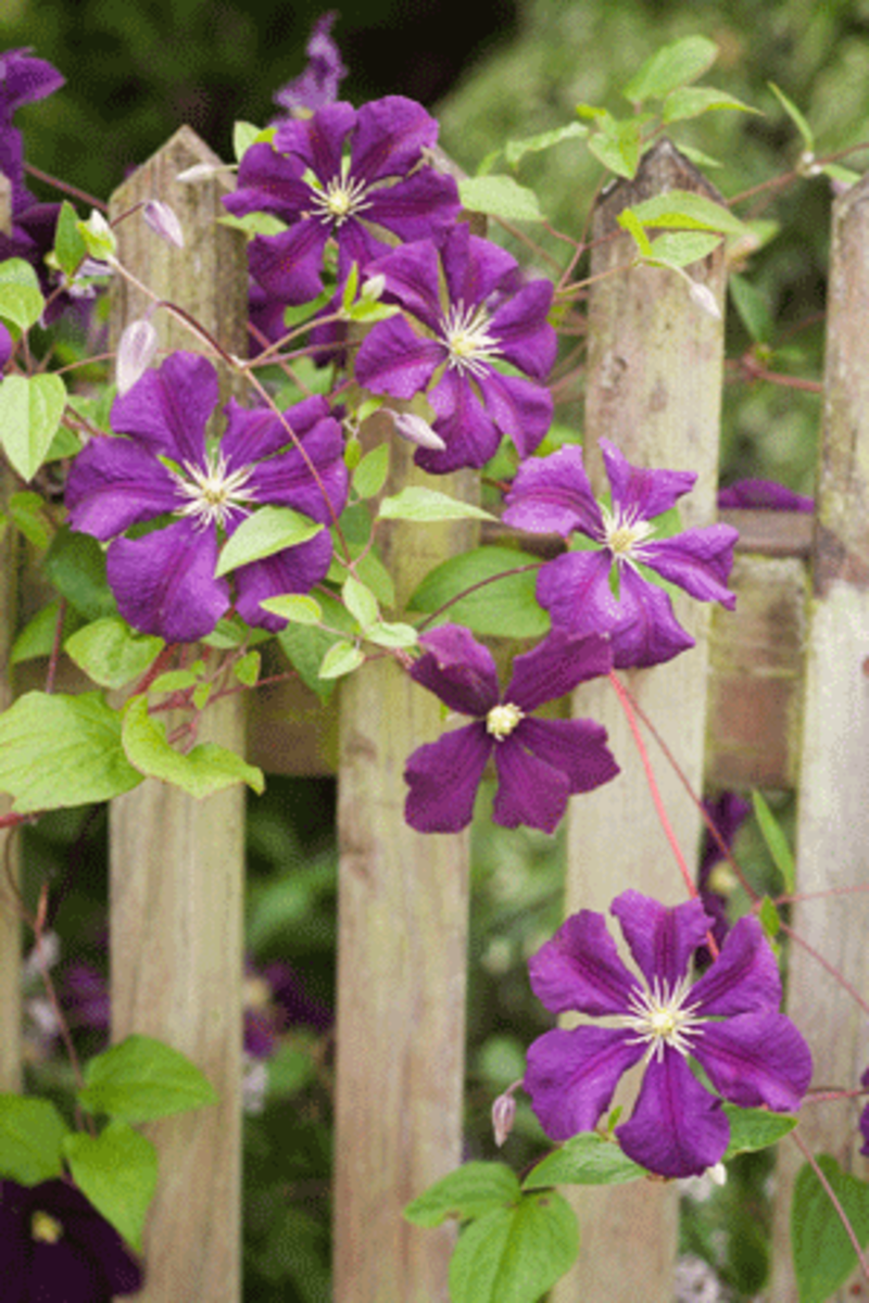 Easy Clematis to Grow in the Garden HorticultureHorticulture