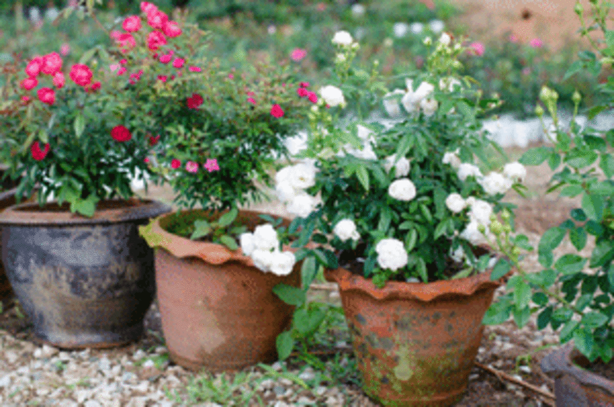 Tips for Growing Roses in Containers HorticultureHorticulture