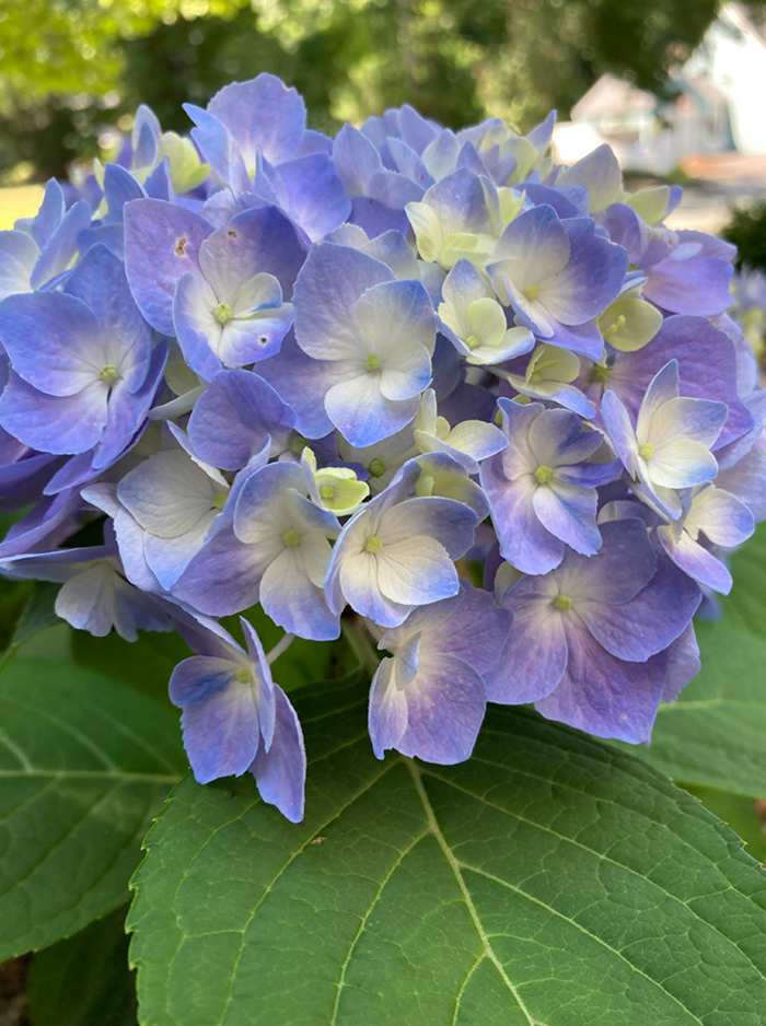 Let's Dance Sky View Hydrangea Is Pretty In Pink Or Blue - Horticulture