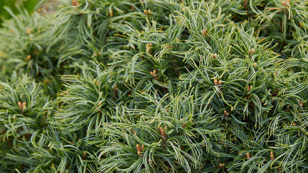 Dwarf Conifer Mini Twists Pine Adds Texture to the Garden