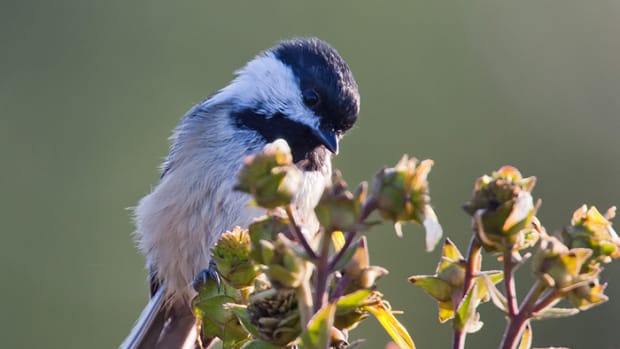 native plants - Horticulture