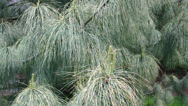 Dwarf Conifer Mini Twists Pine Adds Texture to the Garden