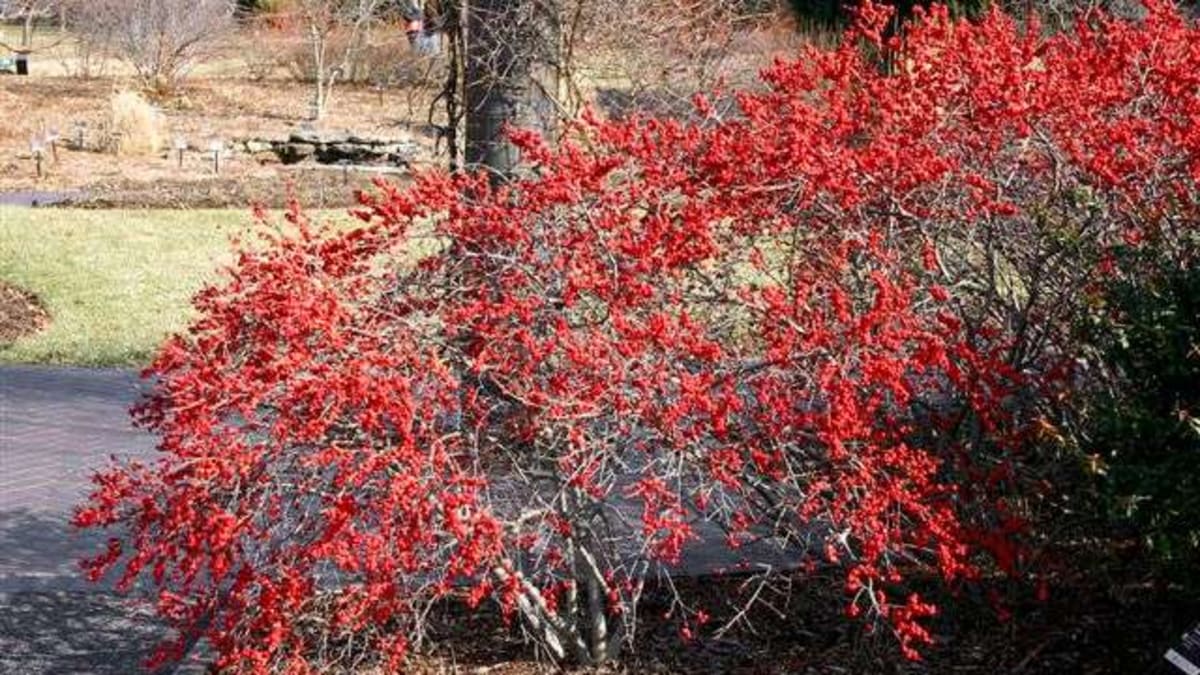 Plants We Love: Winterberry Holly - Horticulture