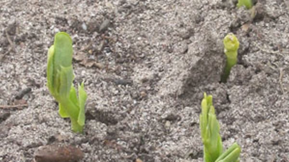 Keep Birds from Eating Crops During a Drought