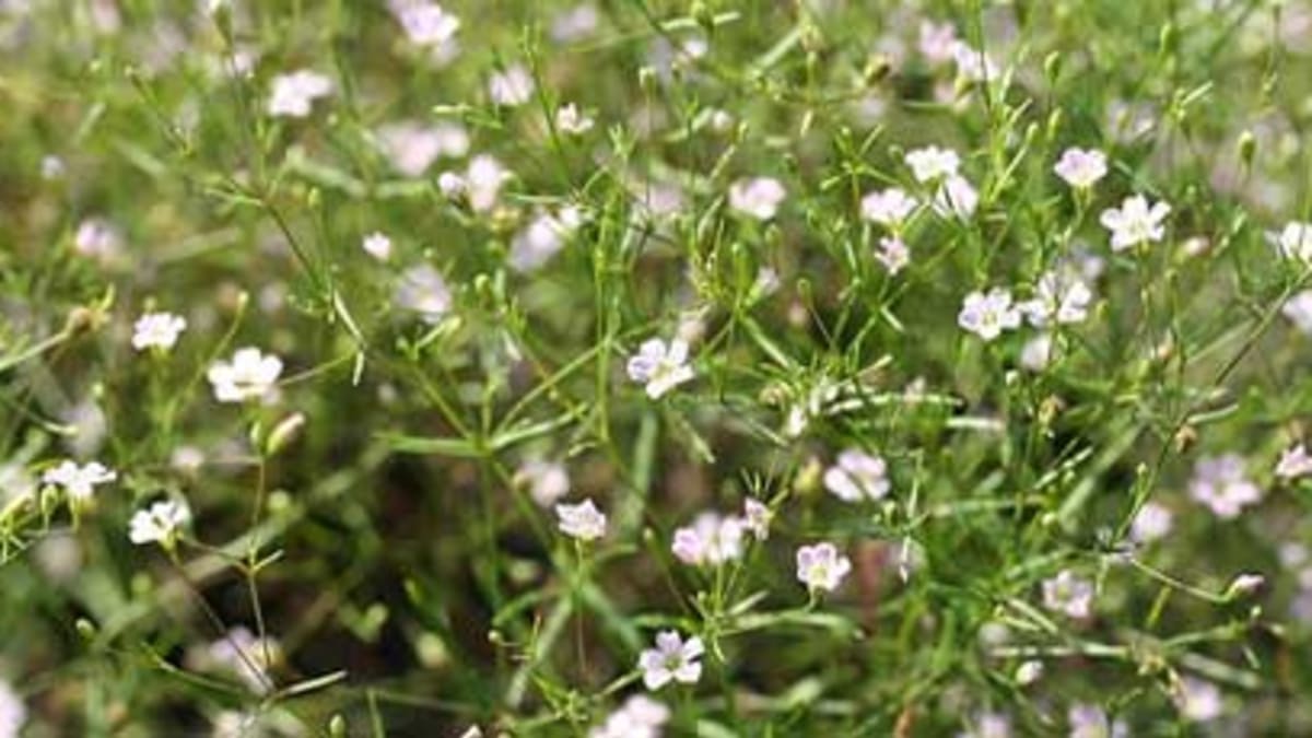 How to Grow and Care for Baby's Breath