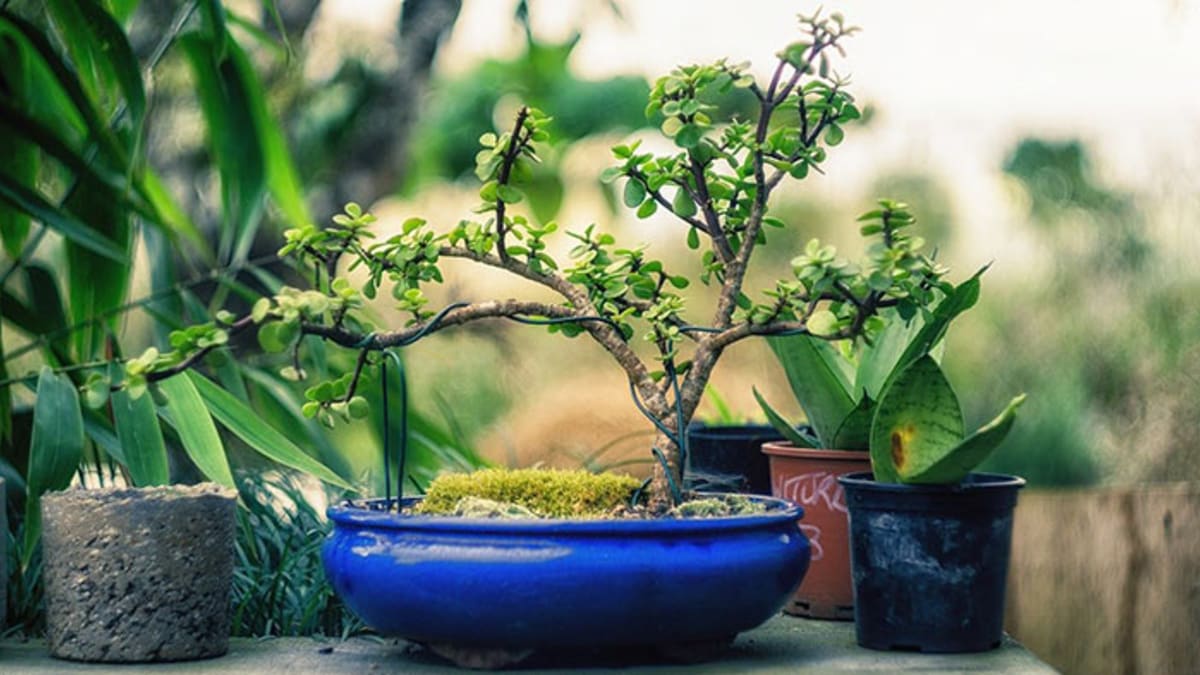 Small Start & Big 'Zen': Bonsai Gardening for Everyone - KOGT