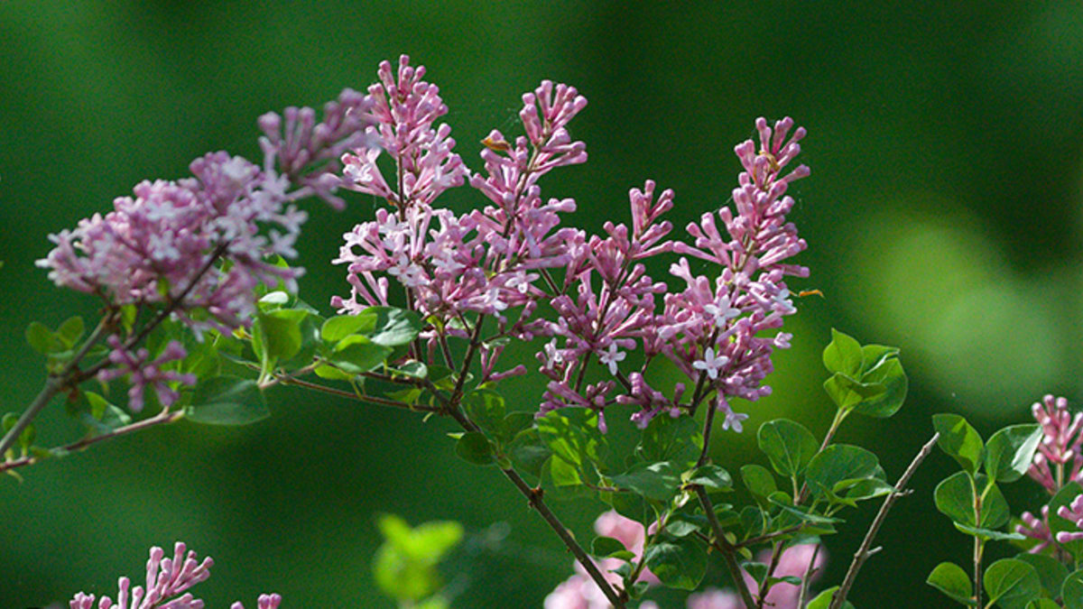 Dwarf Korean Lilac: a Better Lilac Bush Where Size Matters - Horticulture