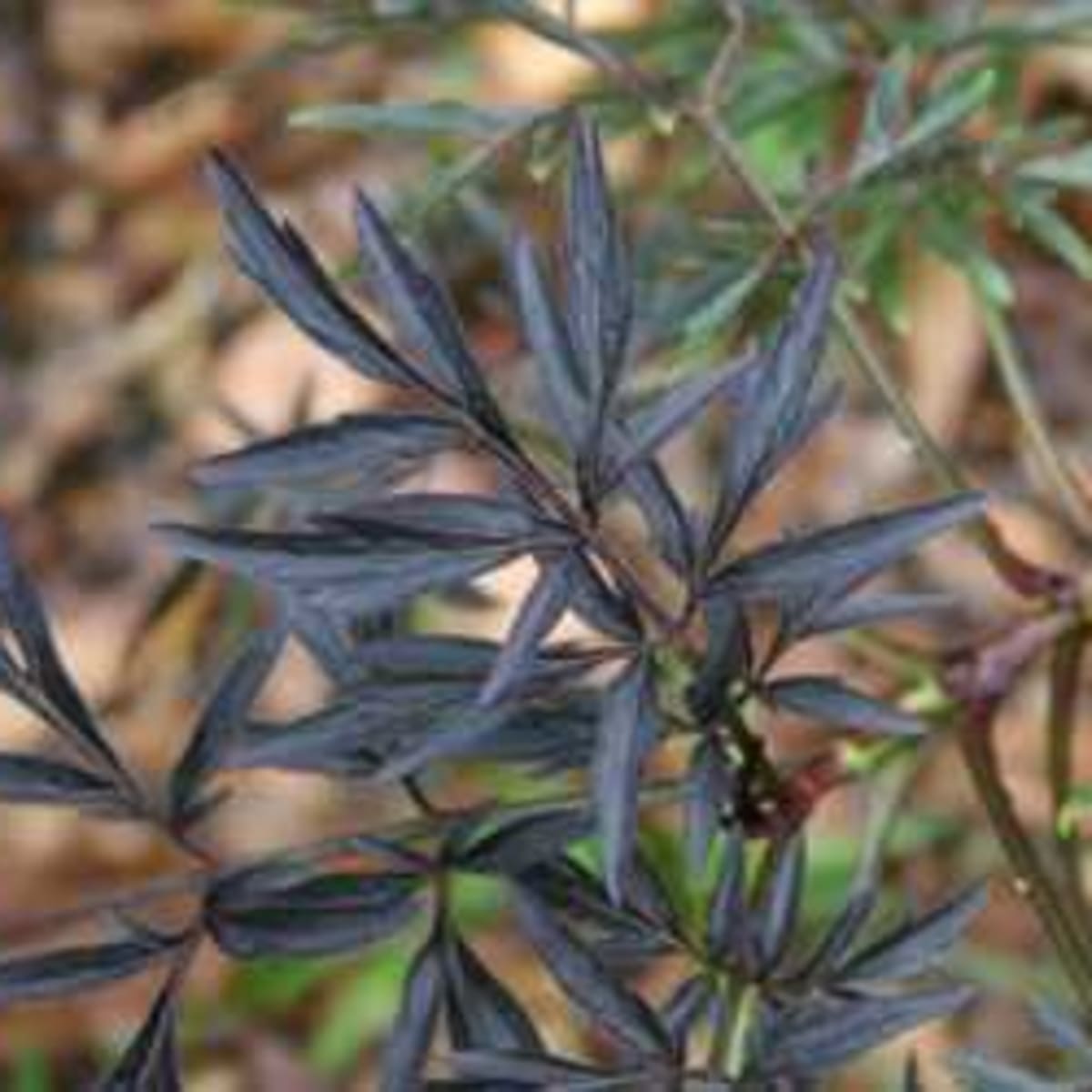 Black Lace® - Elderberry - Sambucus nigra