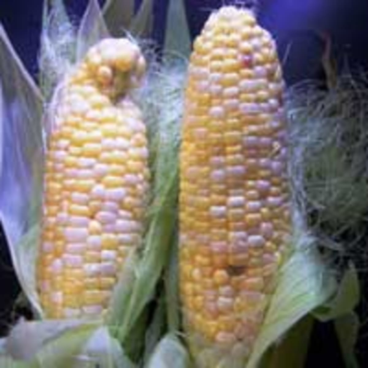 How Do You Know When to Harvest Sweet Corn? - FineGardening