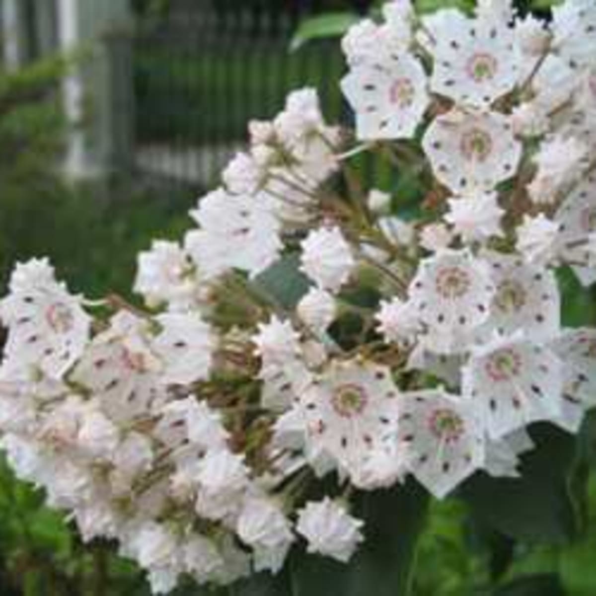 Plants We Love Mountain Laurel Horticulture