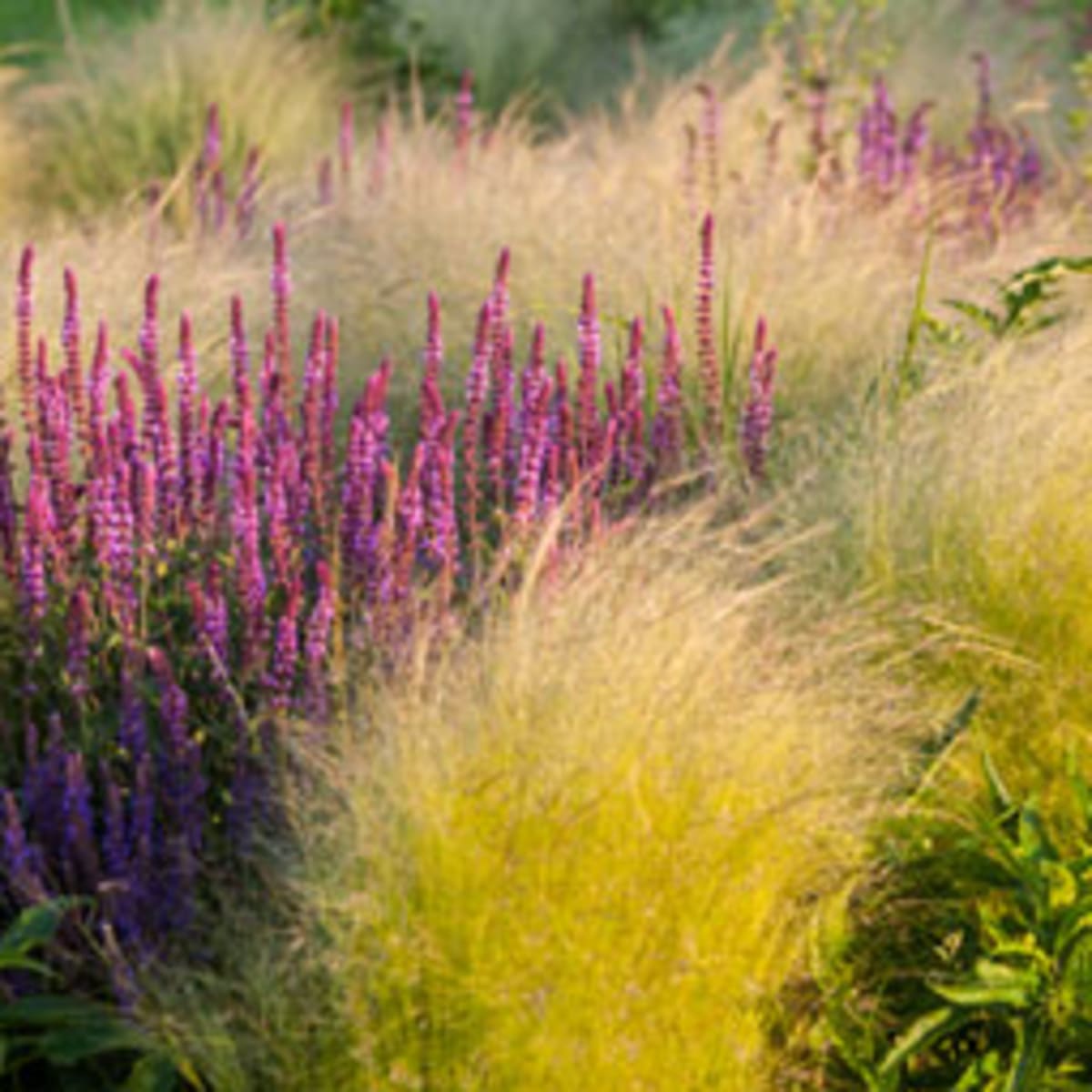 Transform Your Landscape with Decorative Grasses in MN