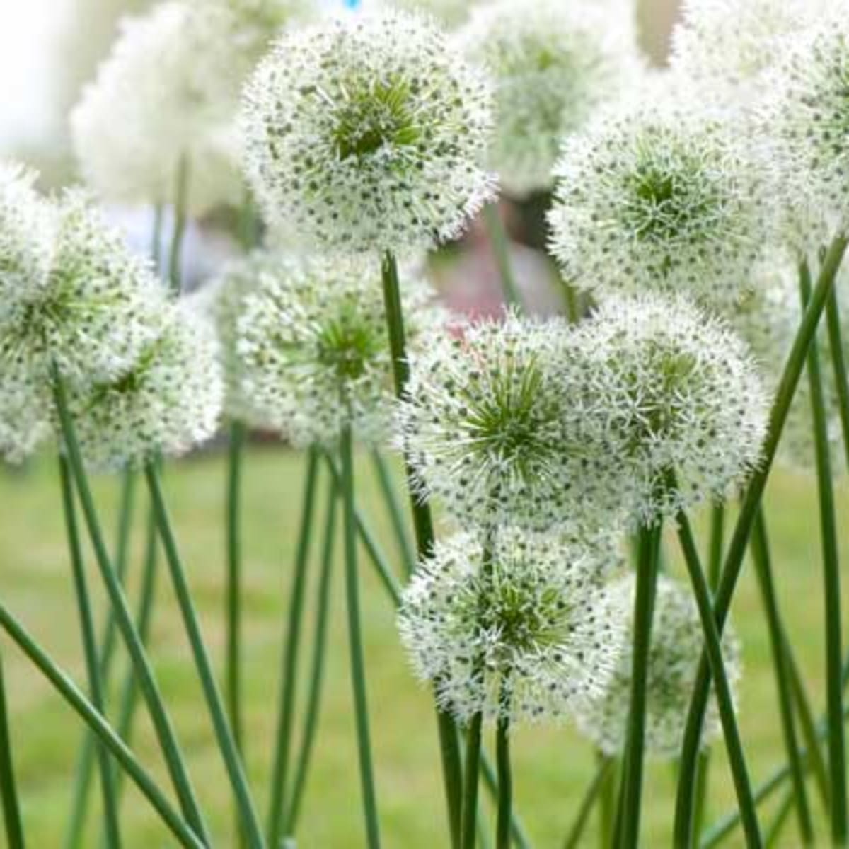 Best Alliums for Flowers and Tips for Growing Them - Horticulture