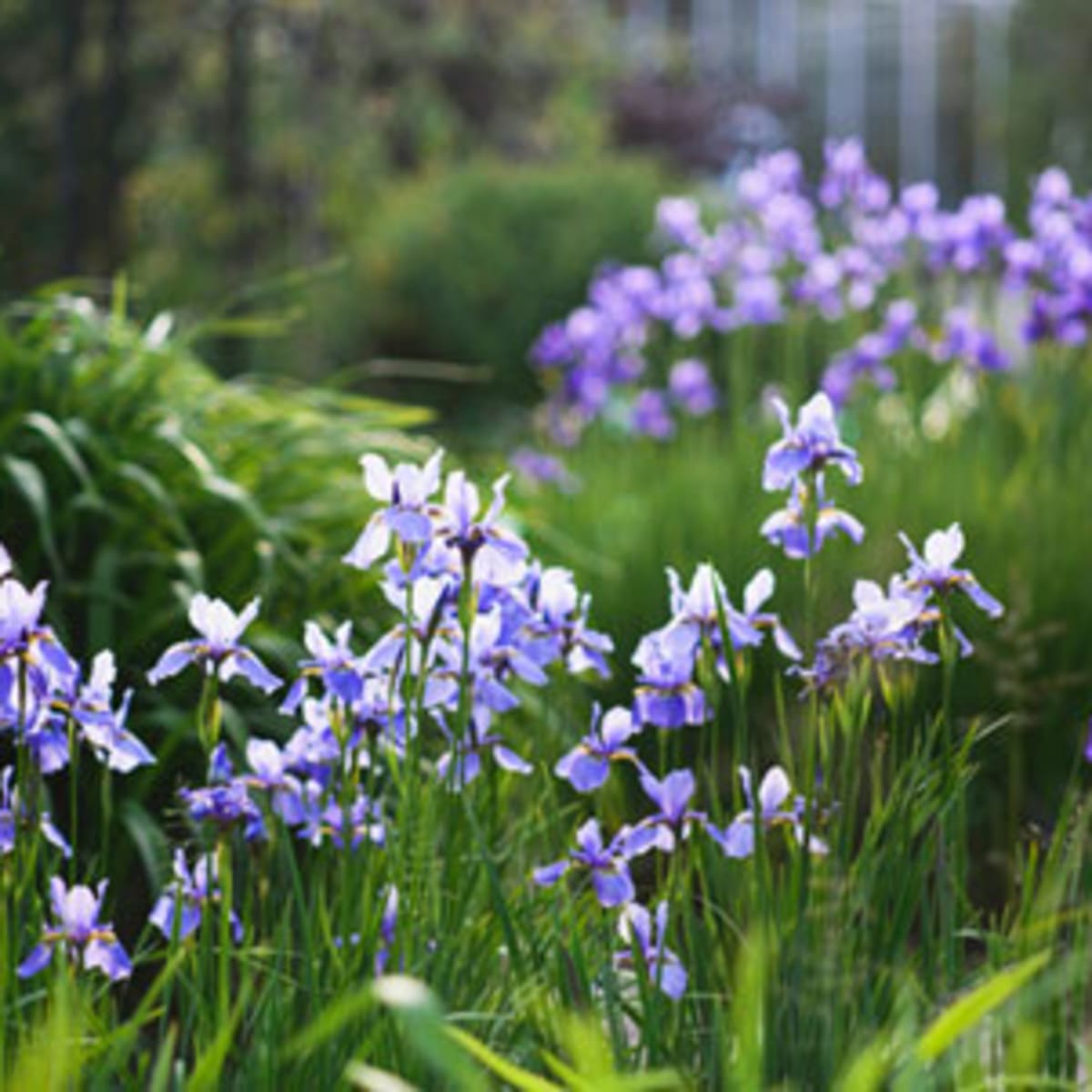 Siberian iris - FineGardening