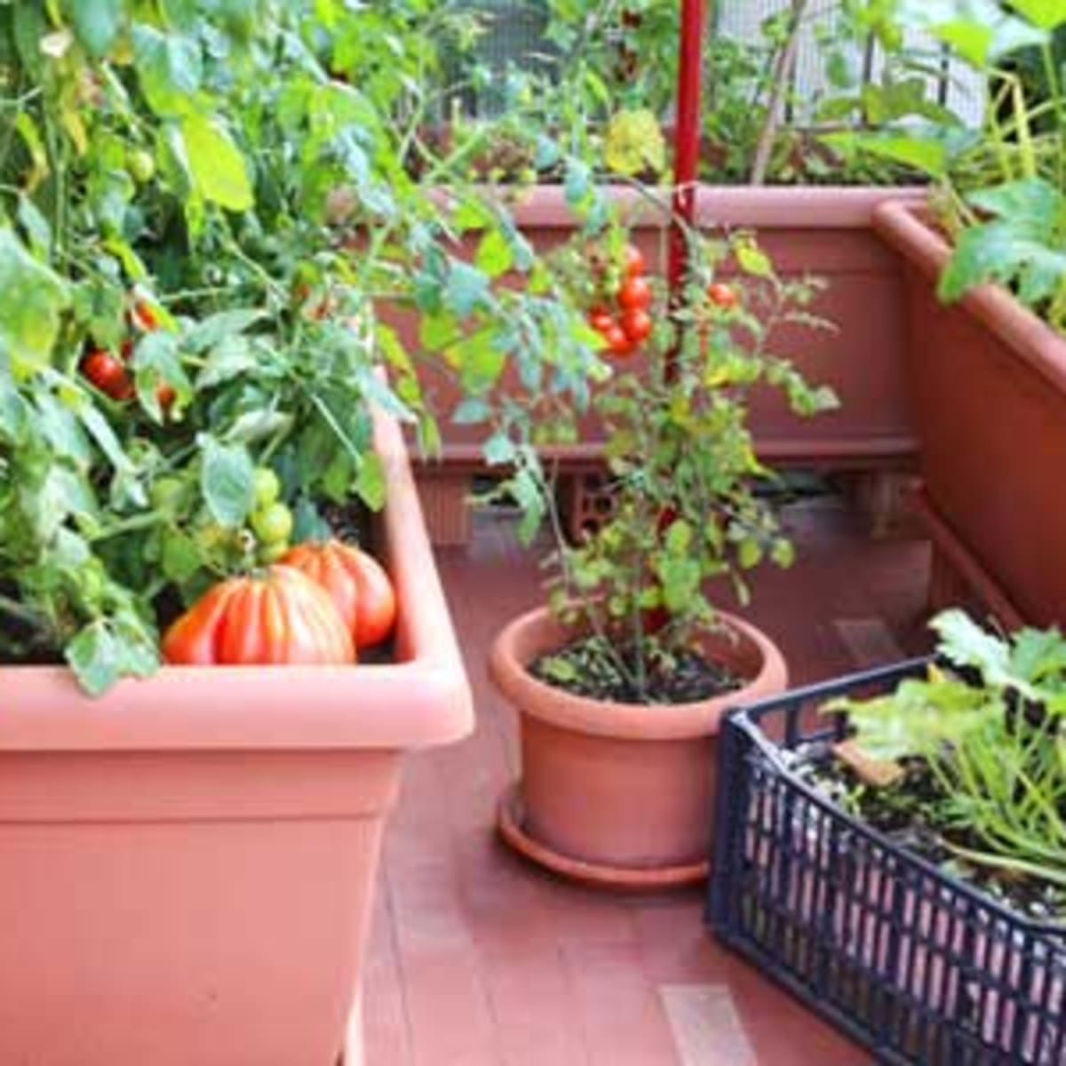 Grow A Small Space Vegetable Garden With These Tips Horticulture