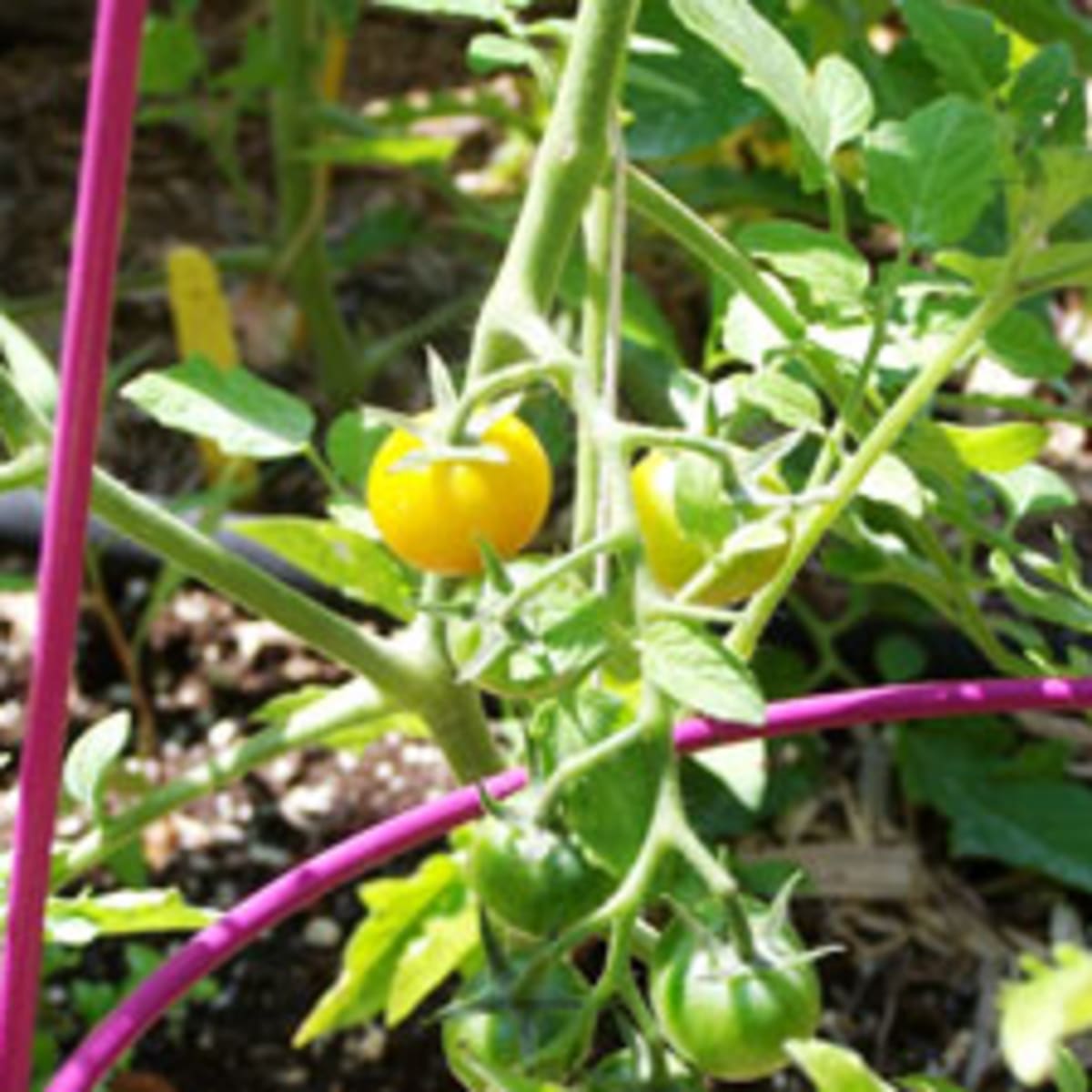 sungold tomato container