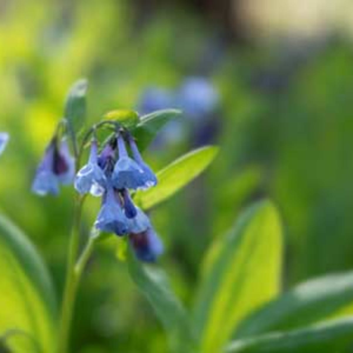 California Bluebell Flower Seeds Canada, Annual Blue Bell, Real