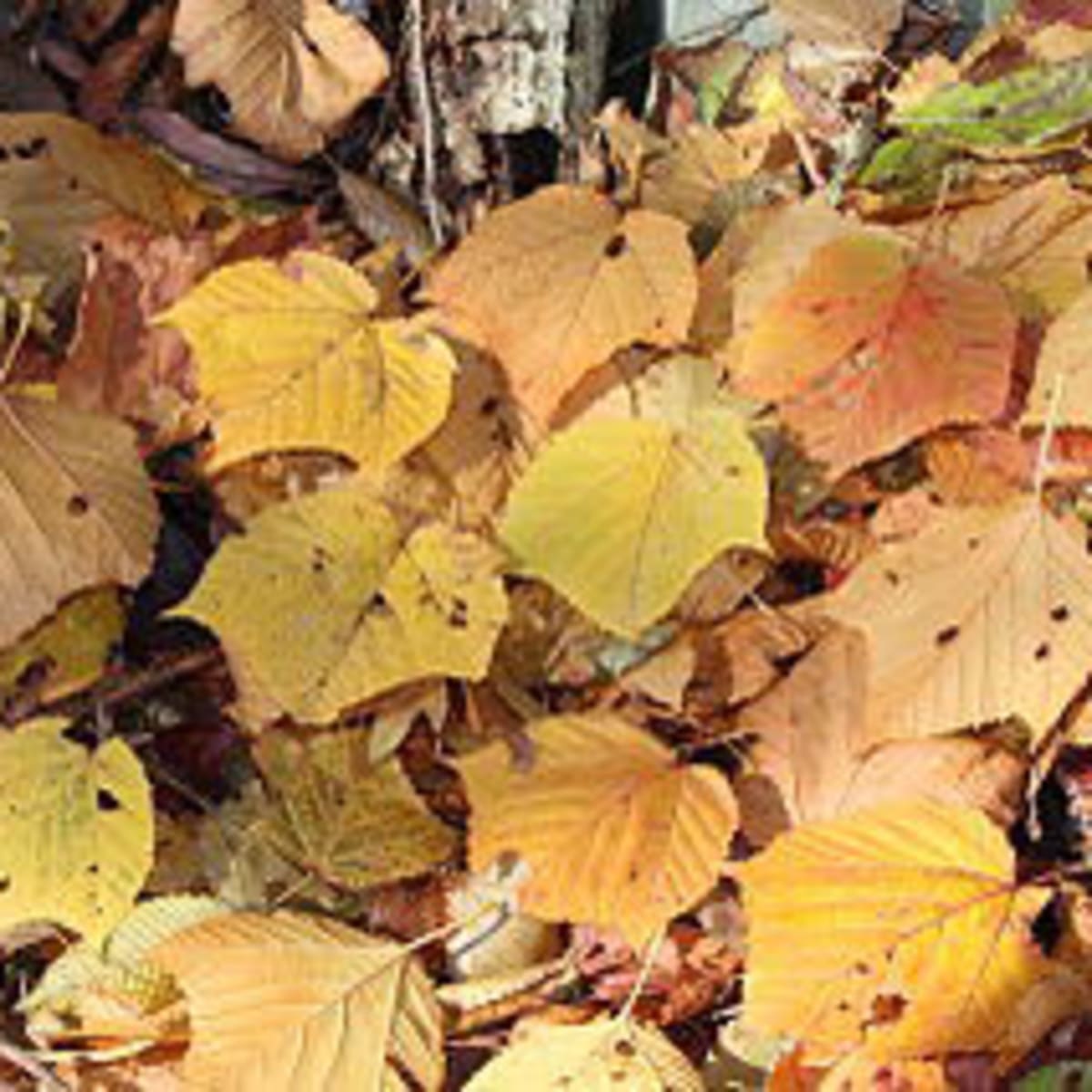 A Warning When Using Fallen Leaves As Mulch Horticulture