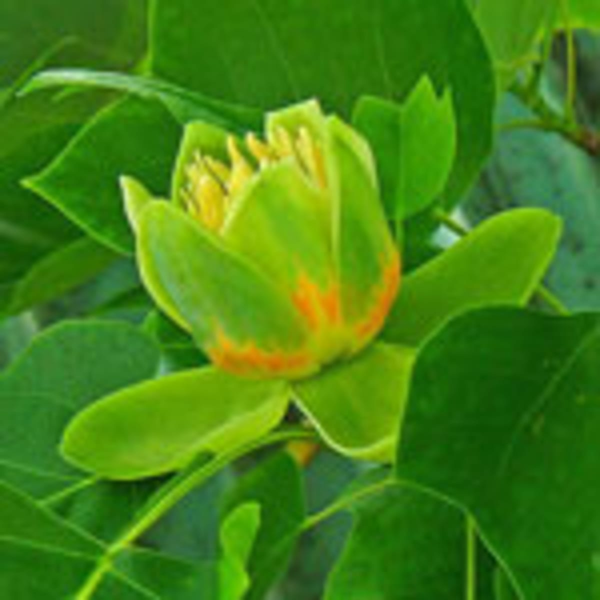 Tulip Tree Has Unique Spring Flowers and Golden Fall Foliage - Horticulture