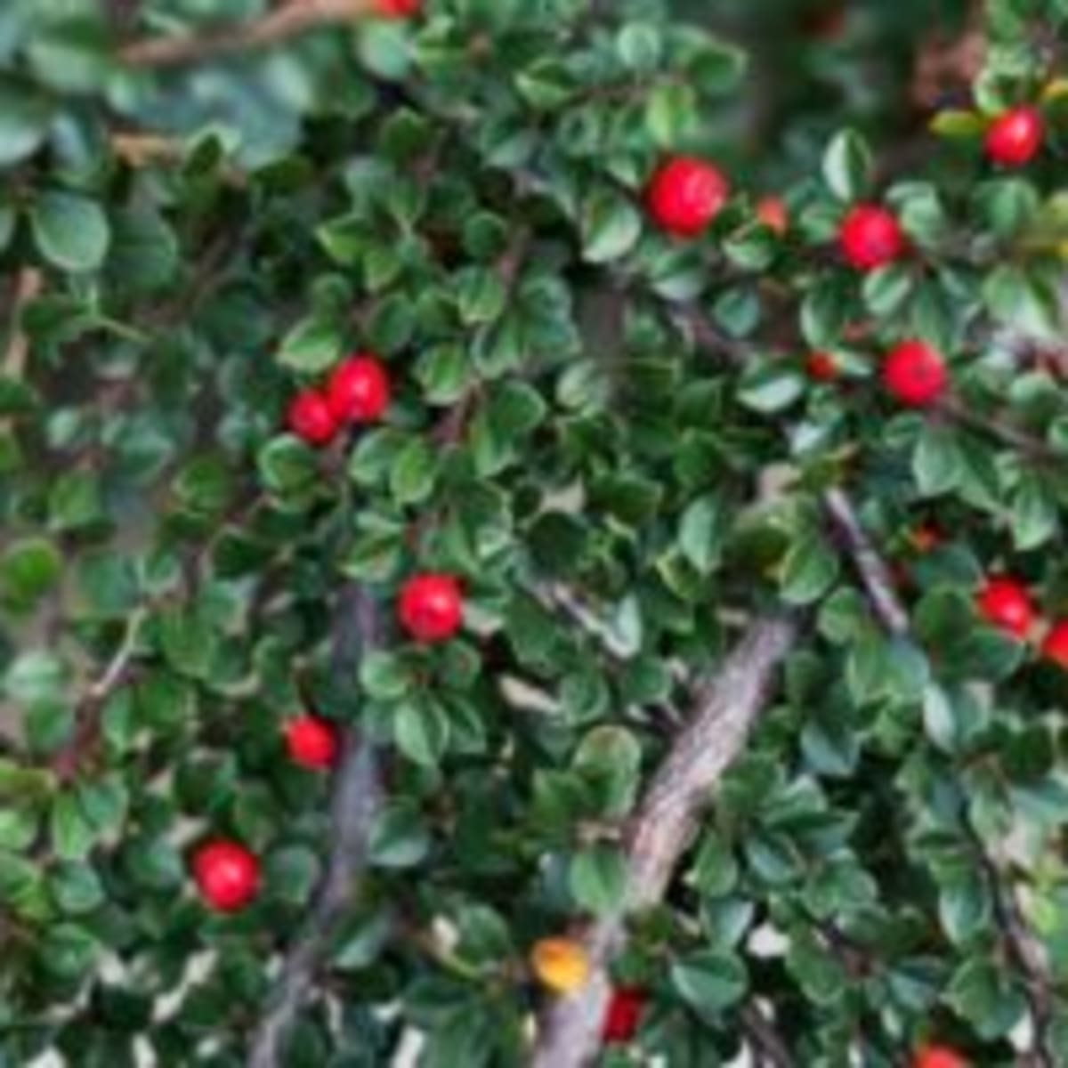 Bearberry Cotoneaster Delights In The Garden All Year Horticulture