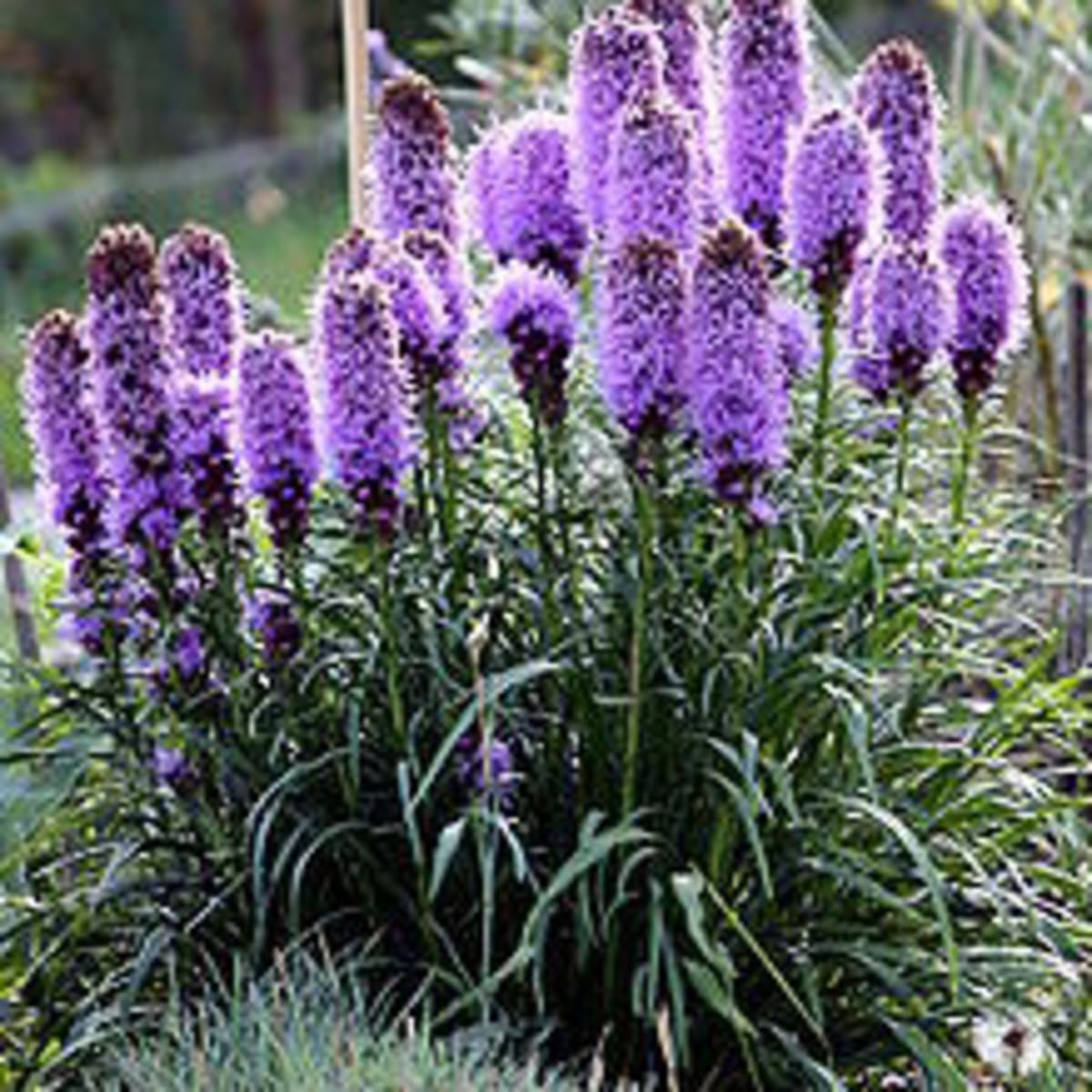 Blazing Star A Native Perennial With Spiky Purple Flowers Horticulture