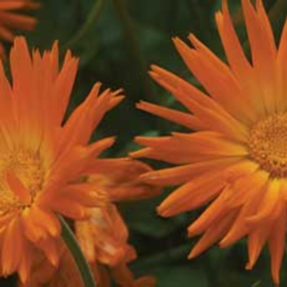 Calendula 'Radio' - Horticulture