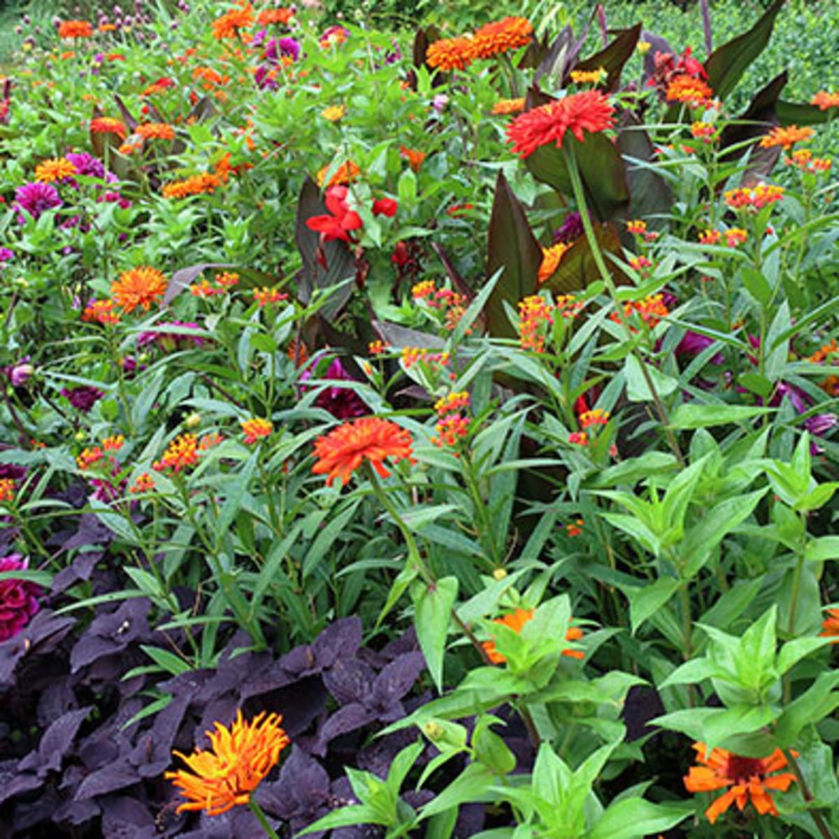 Dark Leaved Plants Add Depth To The Garden Horticulture