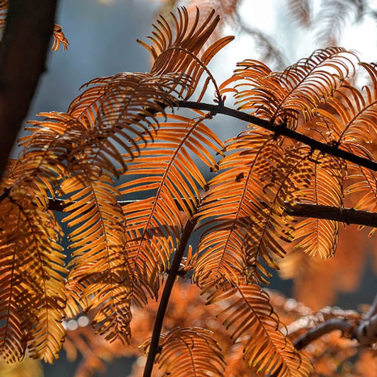 Warm tree in autumn 2 - diotoppo