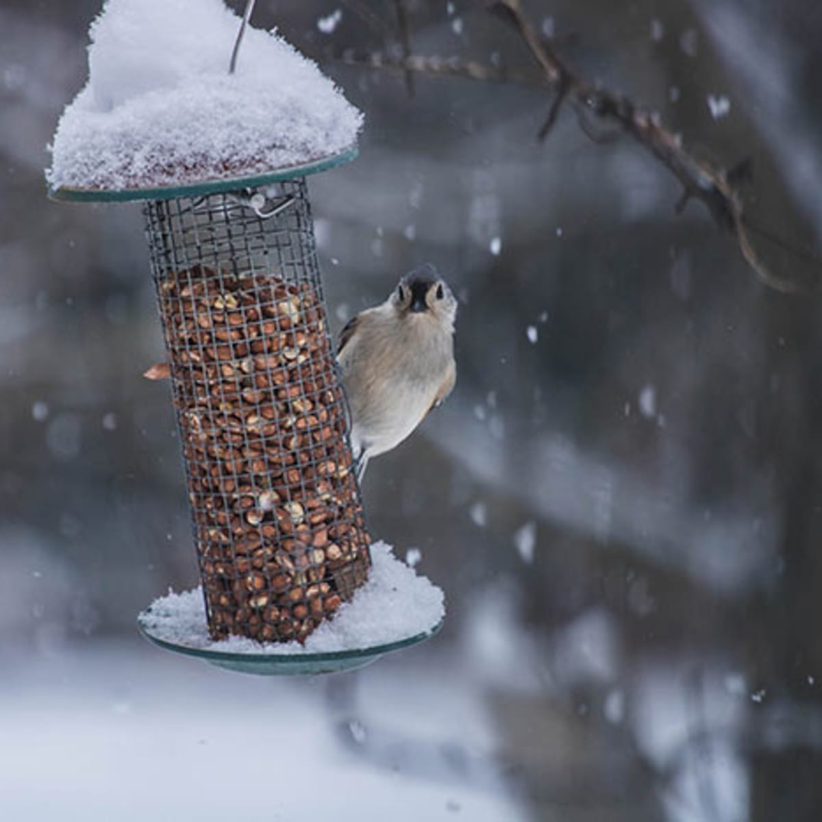 storing bird seed in freezer