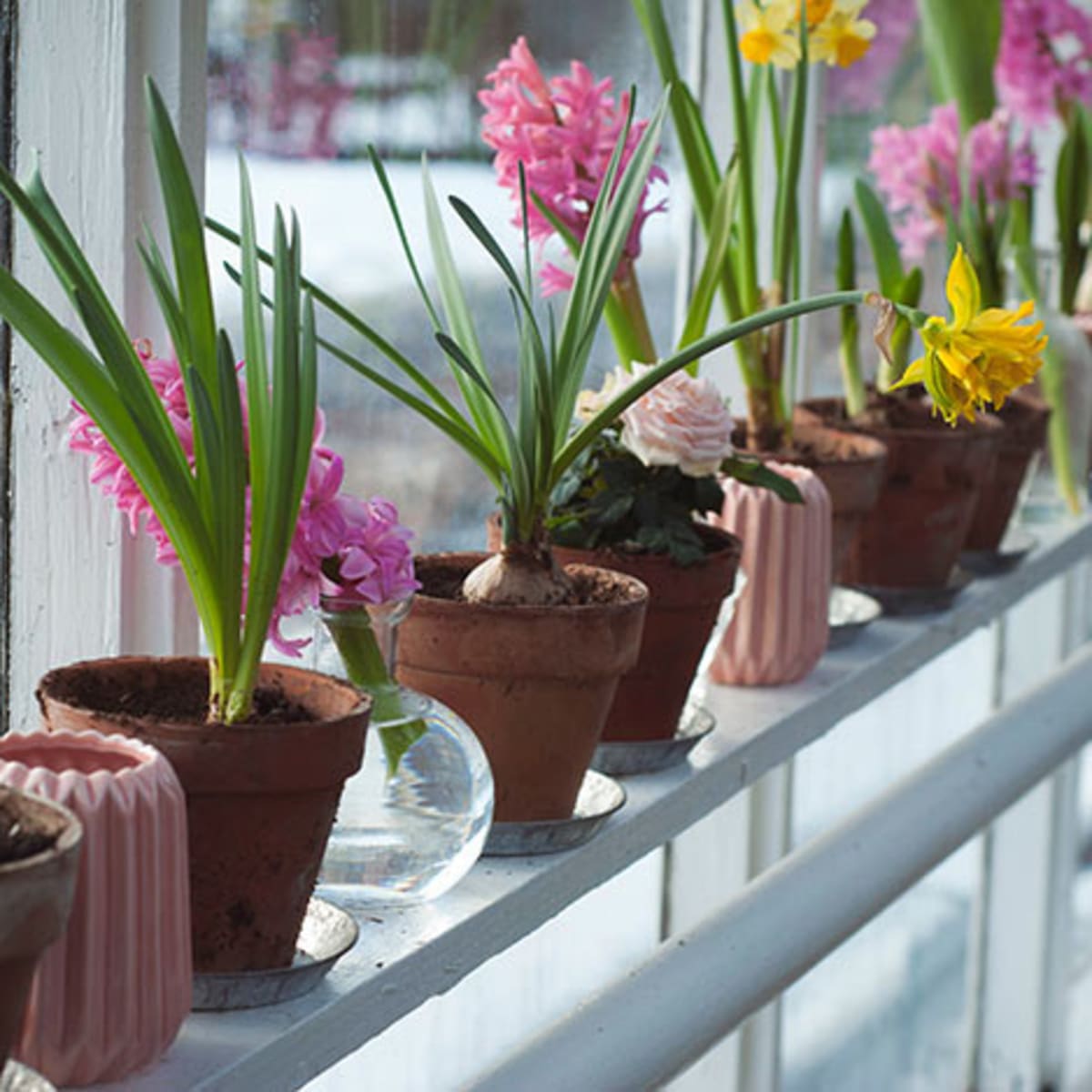 How to Plant Tulips in Pots - FineGardening