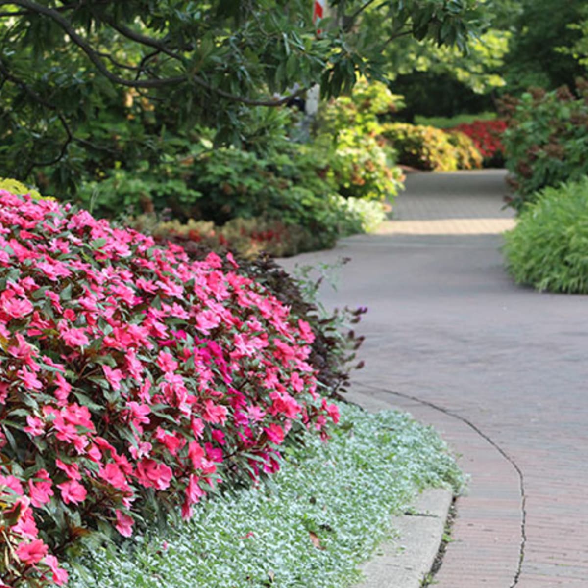 Giant Walking Stick - Cincinnati Zoo & Botanical Garden