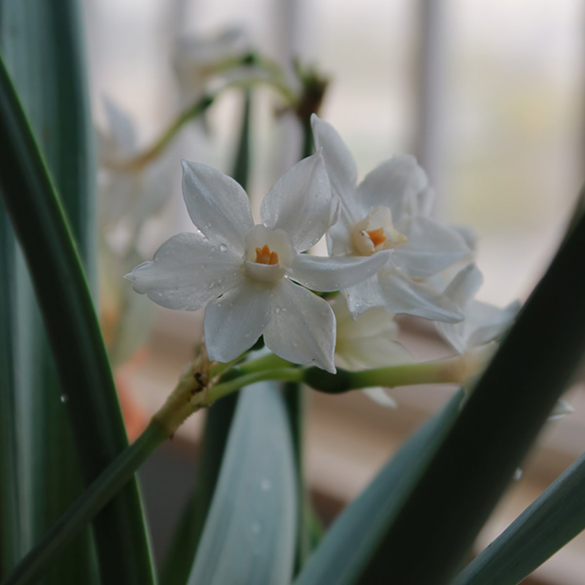 This Is Exactly When To Start Growing Paperwhite Bulbs For Holiday Blooms