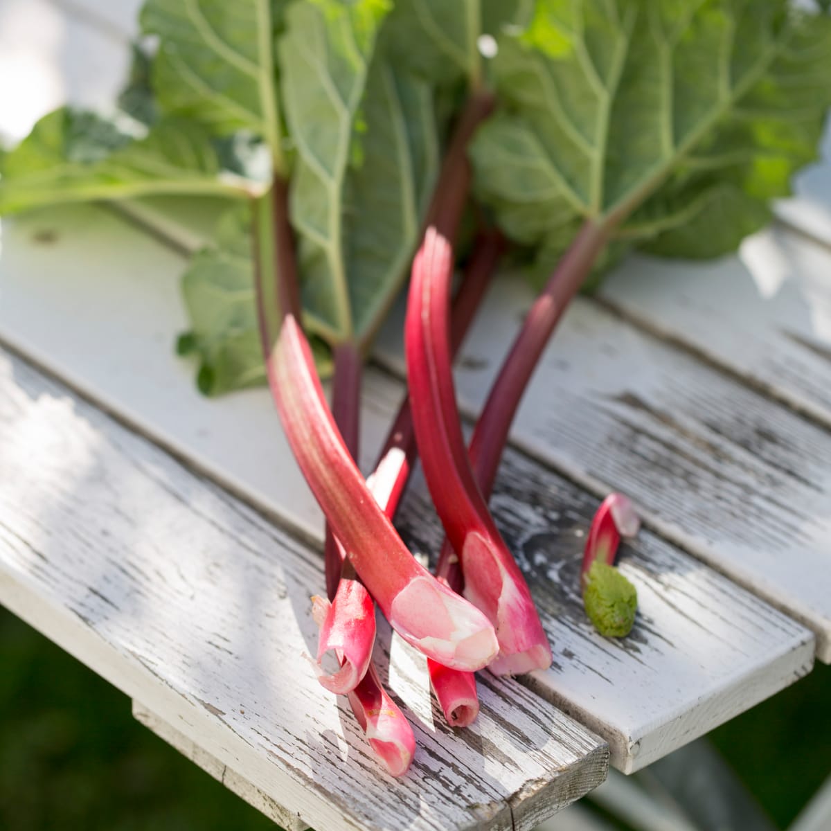 best rhubarb for shade