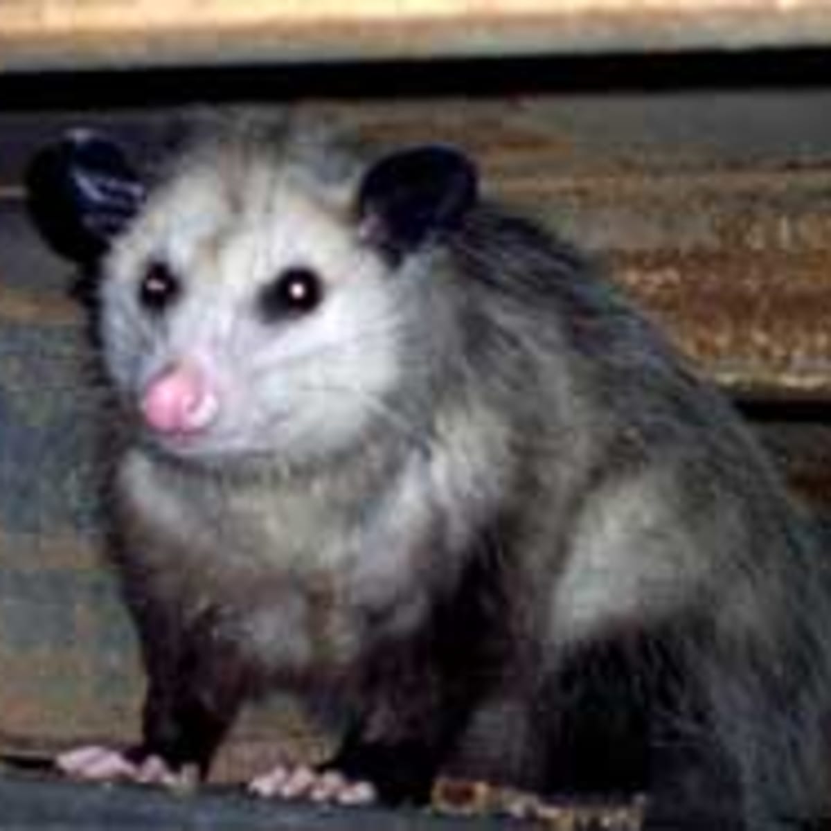 All About Opossums in the Yard and Garden Horticulture