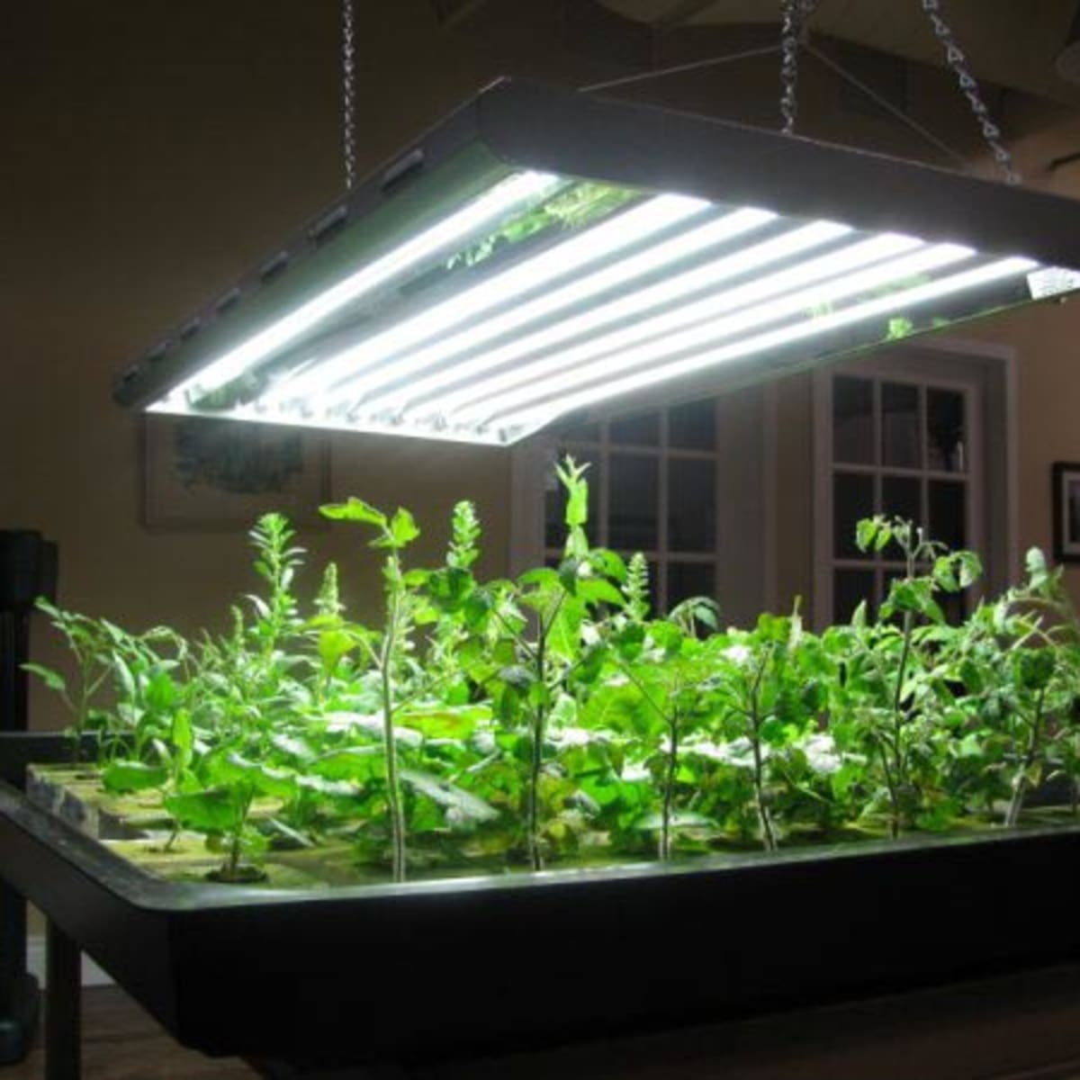 Best light deals for propagation