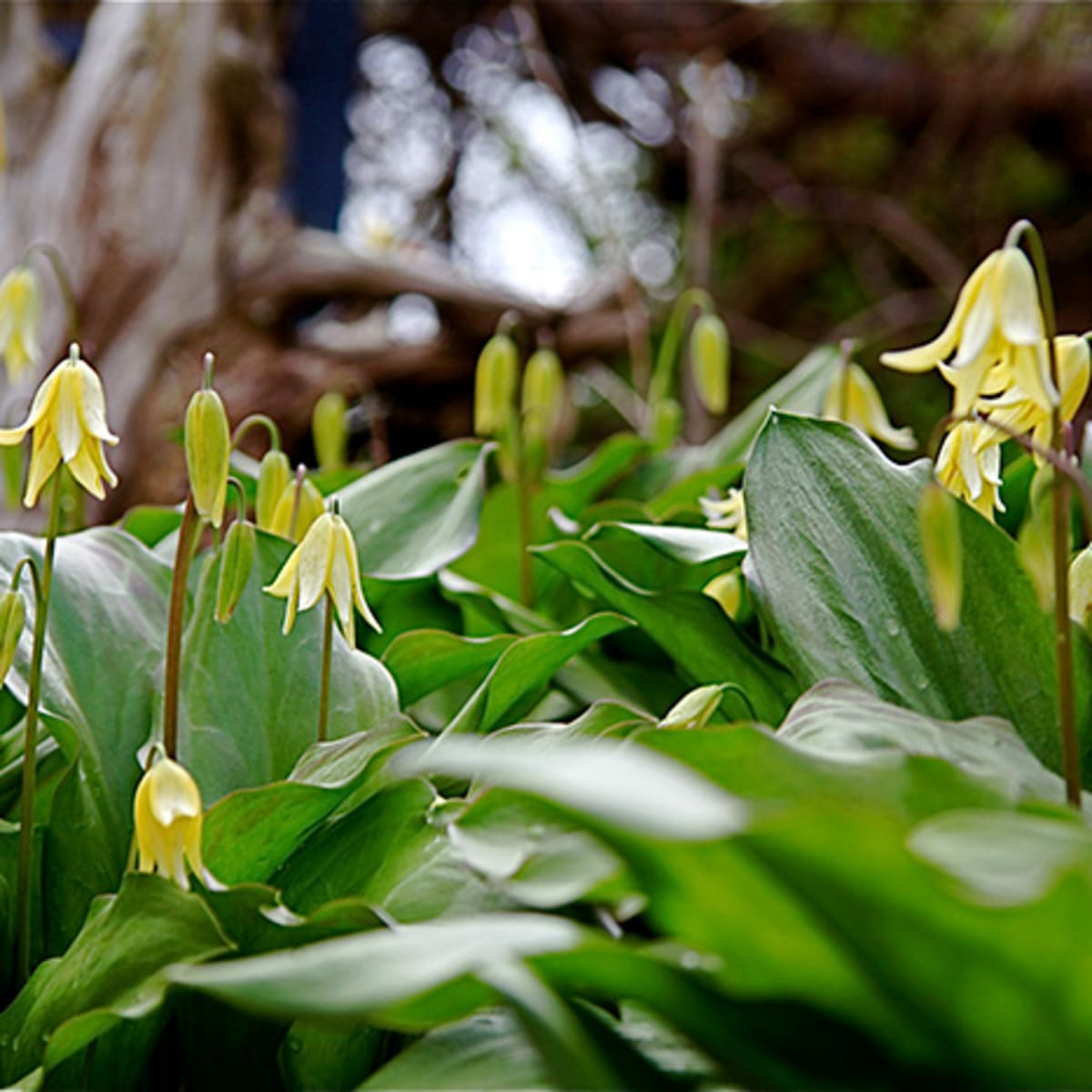 Spring Ephemerals: Tips for Gardening with These Magical Plants