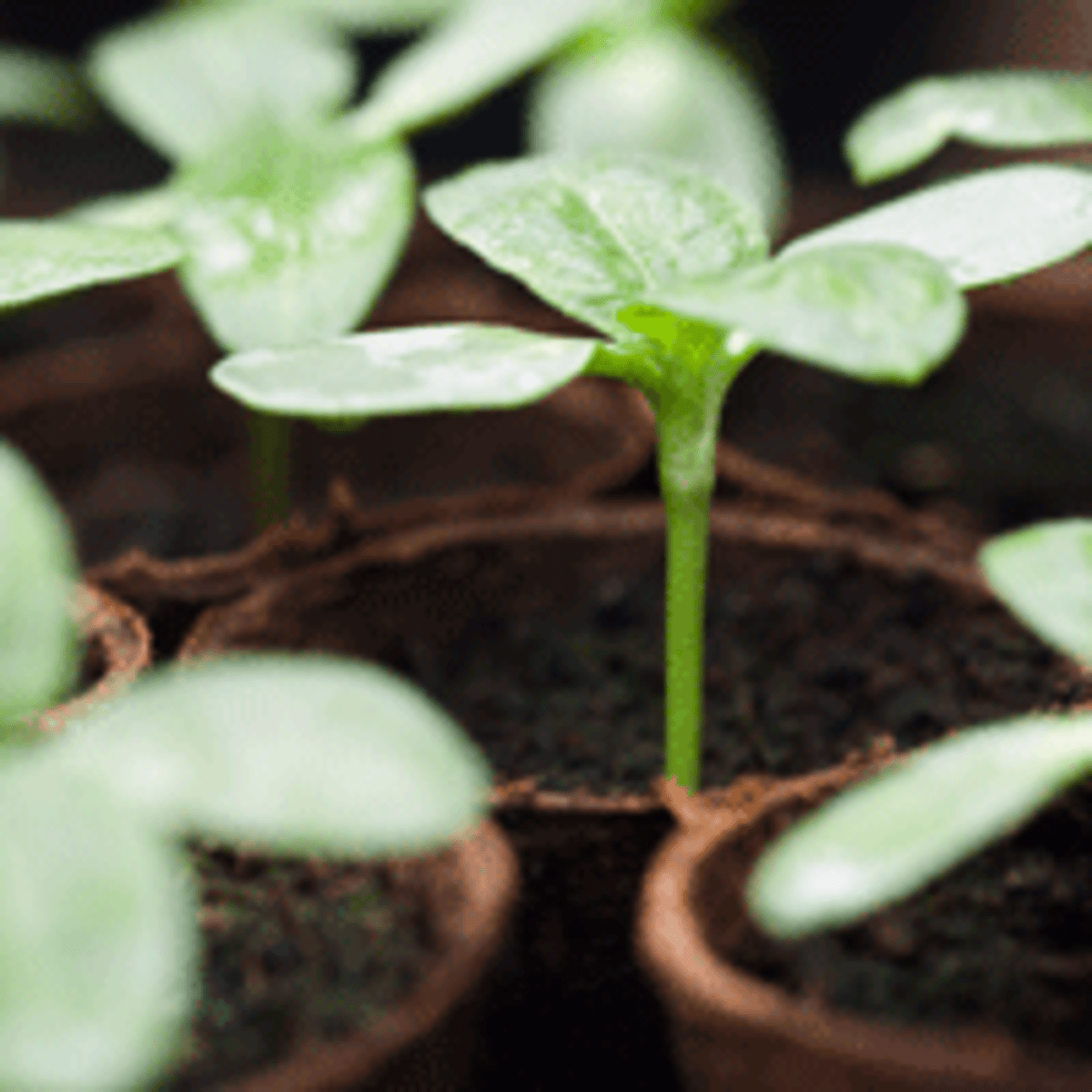 Seedlings Not Developing Here Are Potential Causes Horticulture