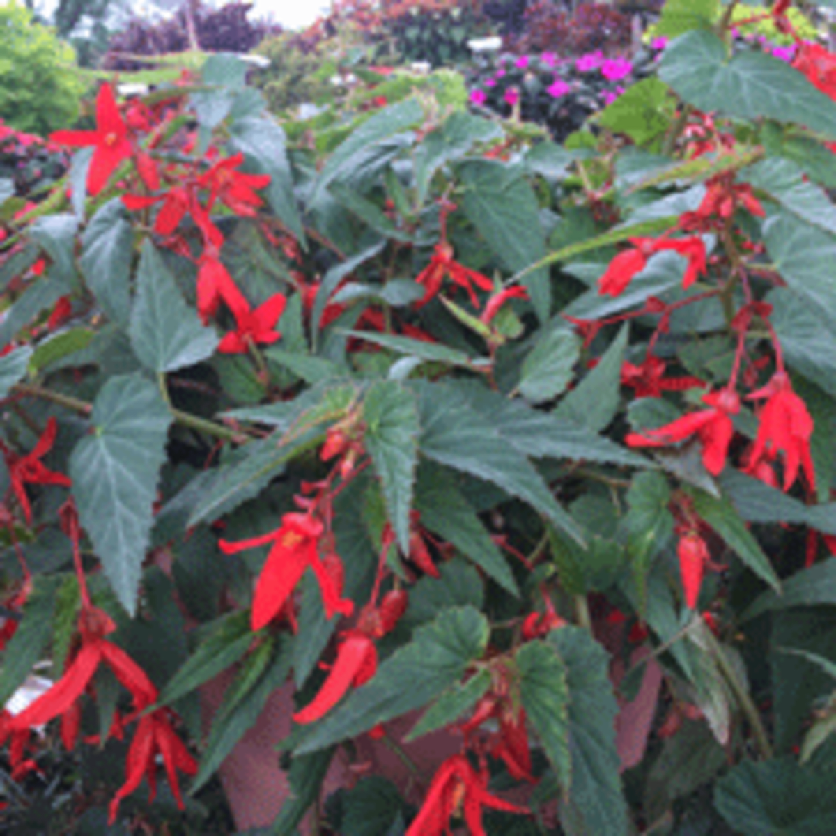 Santa Cruz Sunset Begonia Flowers in the Shade Horticulture